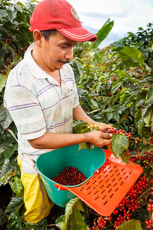 Lengüeta Para Coco Recolector de Café