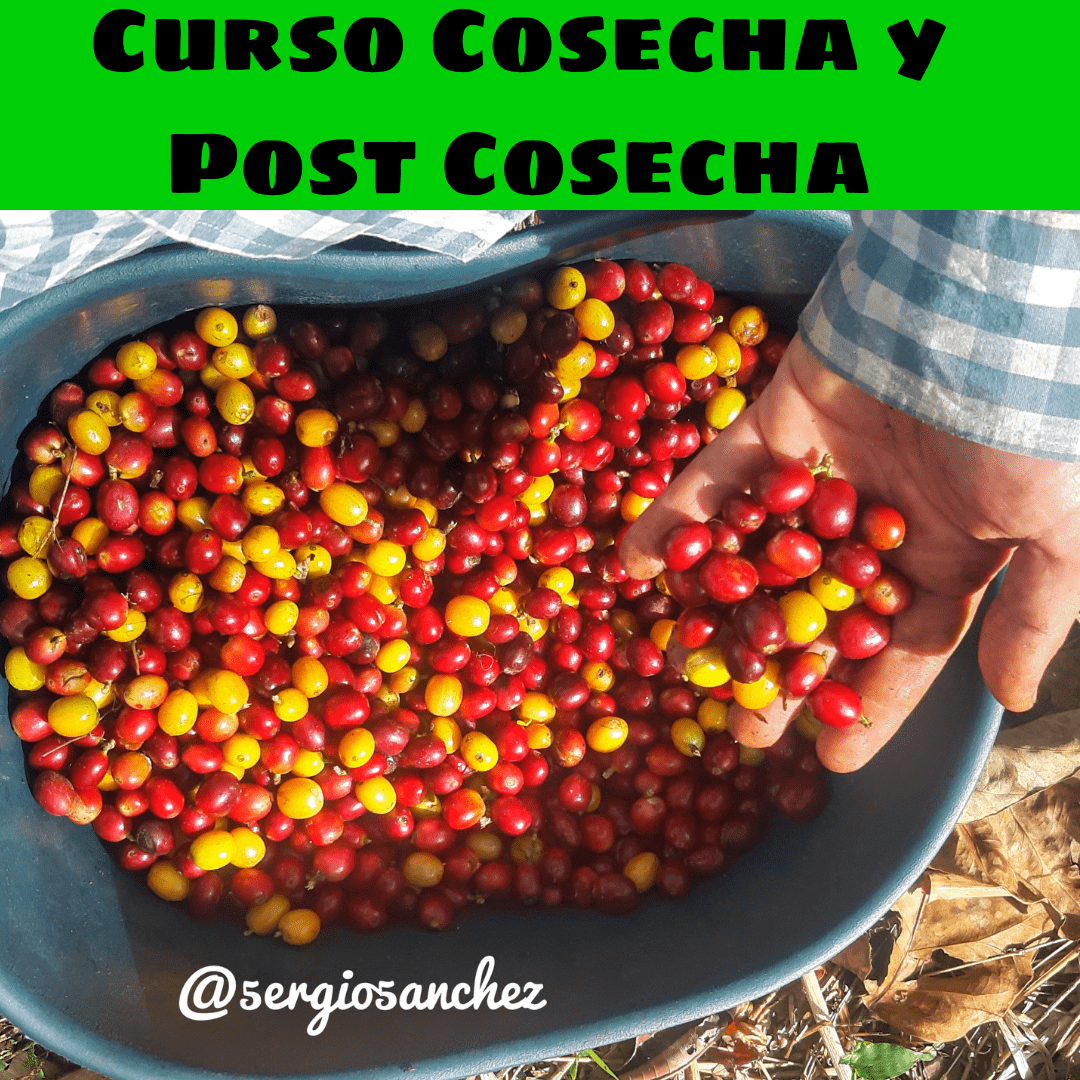 Curso de Cosecha y Post-Cosecha del Cultivo de Café