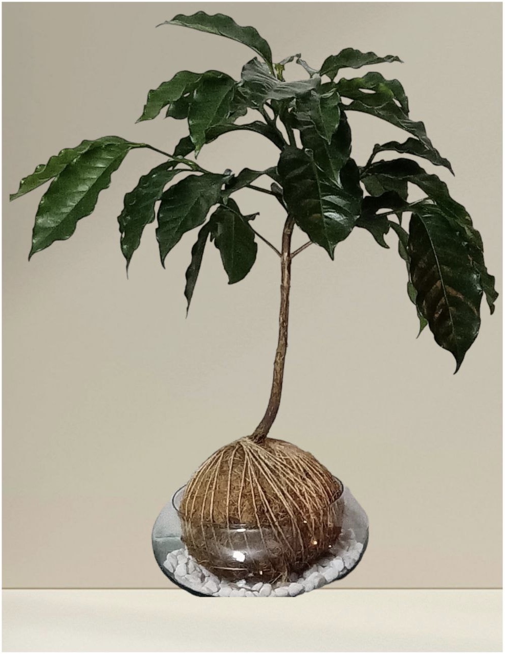 Plántula o Planta de Café para decorar o sembrar